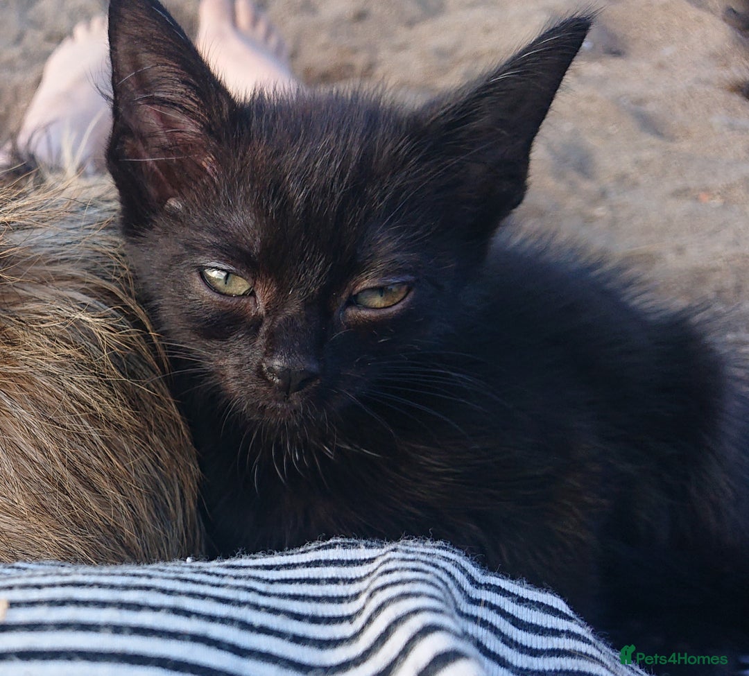 Mixed Breed cats for sale: Beautiful kittens for sale - Image 4