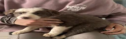 Border Collie dogs for sale: Border collie pups in Southampton - Advert 13