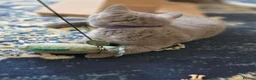 British Shorthair cats for sale: Beautiful British Shorthair kittens  - Advert 4