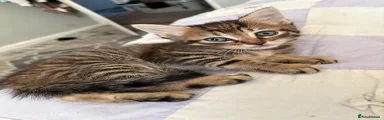 Tabby male