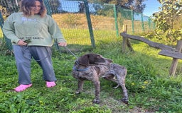 German Shorthaired Pointer dogs for adoption: Yaco  - Image 8