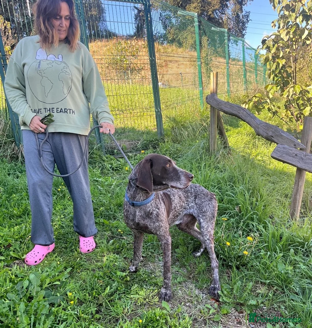 German Shorthaired Pointer dogs for adoption: Yaco  - Advert 8