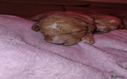 Australian Labradoodle dogs for sale: Australian Labradoodle Puppies  - Advert 5