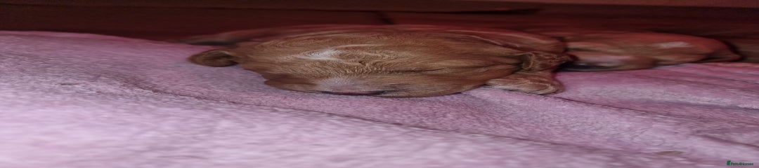 Australian Labradoodle Puppy 2