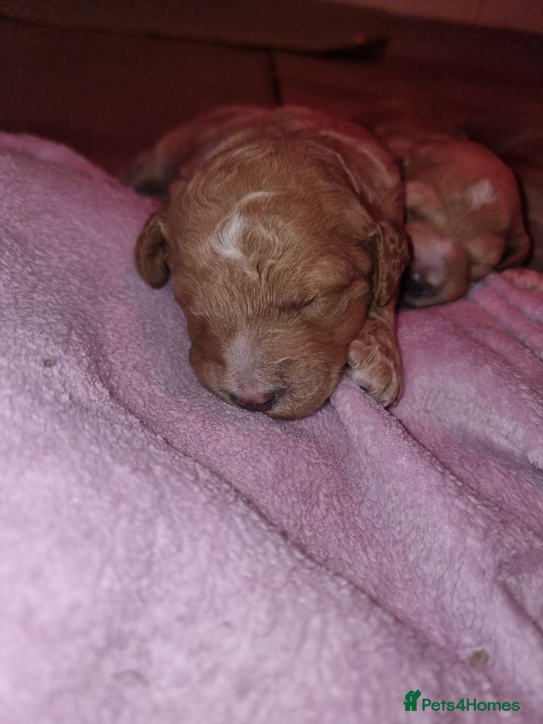 Australian Labradoodle dogs for sale: Australian Labradoodle Puppies  - Advert 5