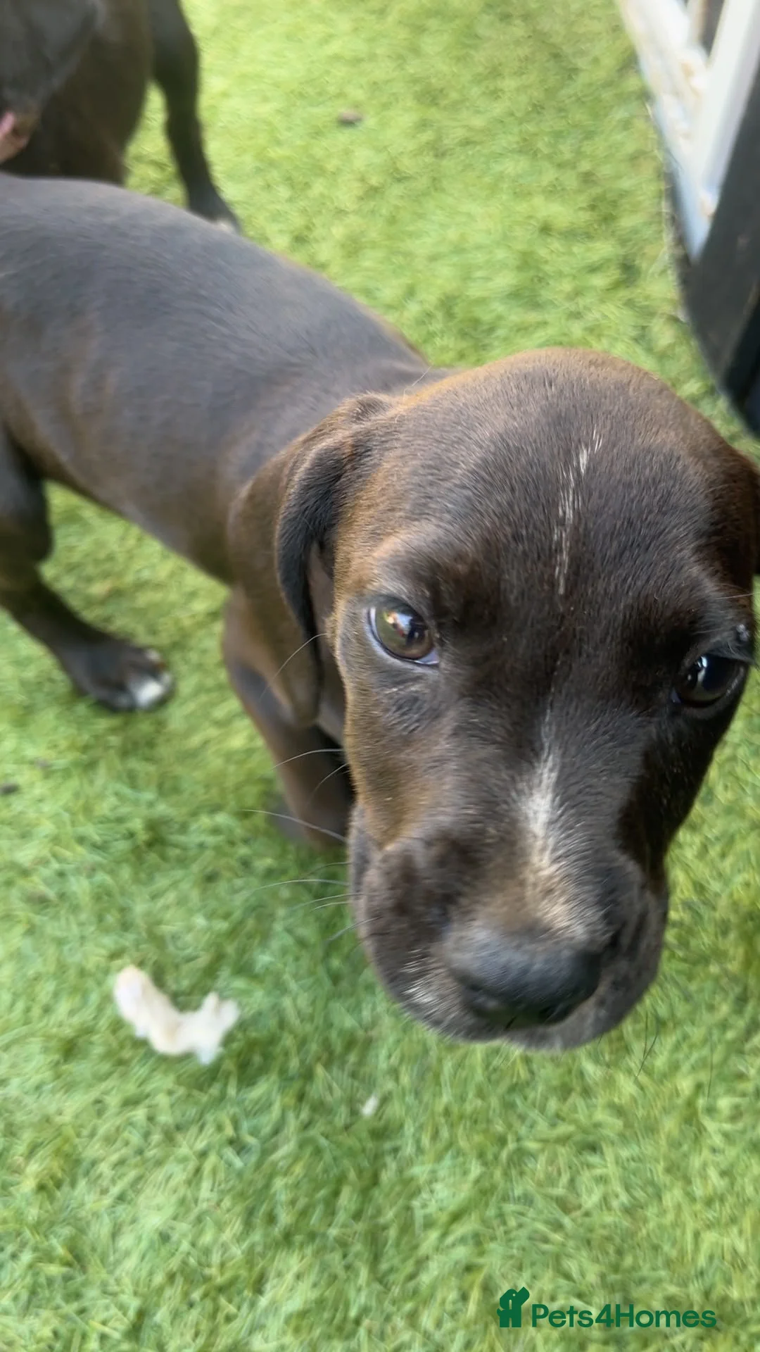 Cocker Spaniel dogs for sale: Small spaniel pups  in Horsham - Advert 5