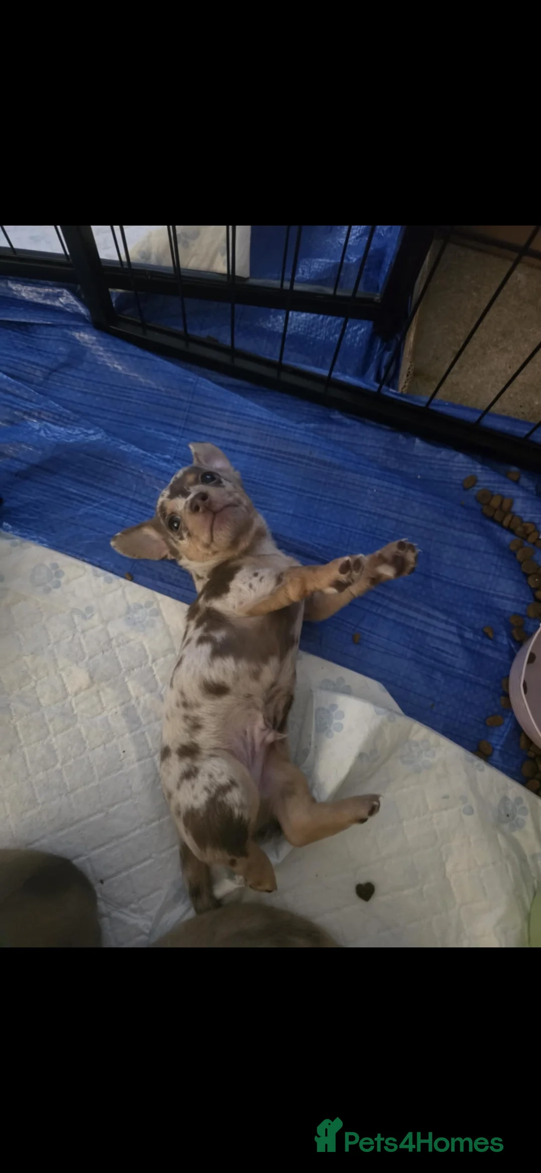 Chiweenie dogs for sale: Chiweenie Puppies Available  - Advert 11