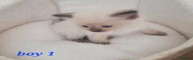 Ragdoll 1