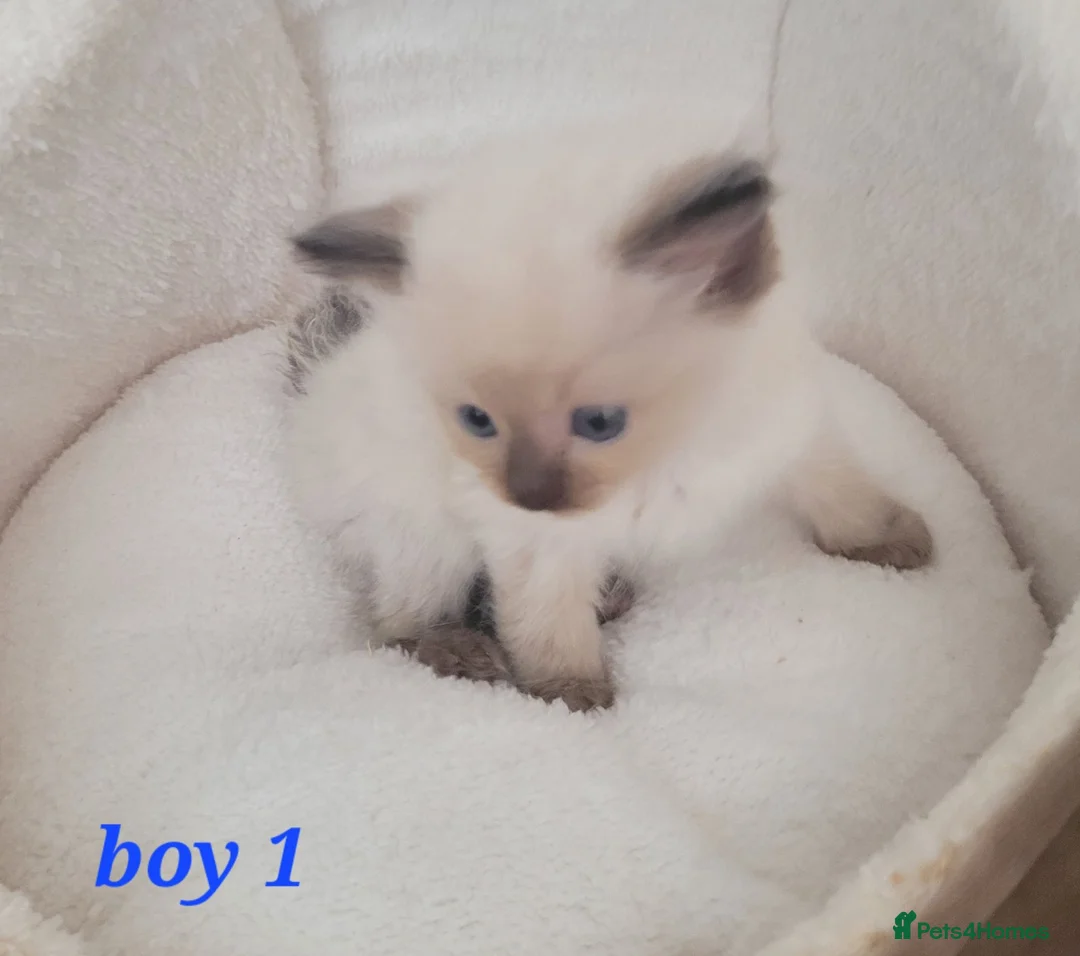 Ragdoll cats for sale: 5 Ragdoll kittens available 27/7/26 - Advert 2