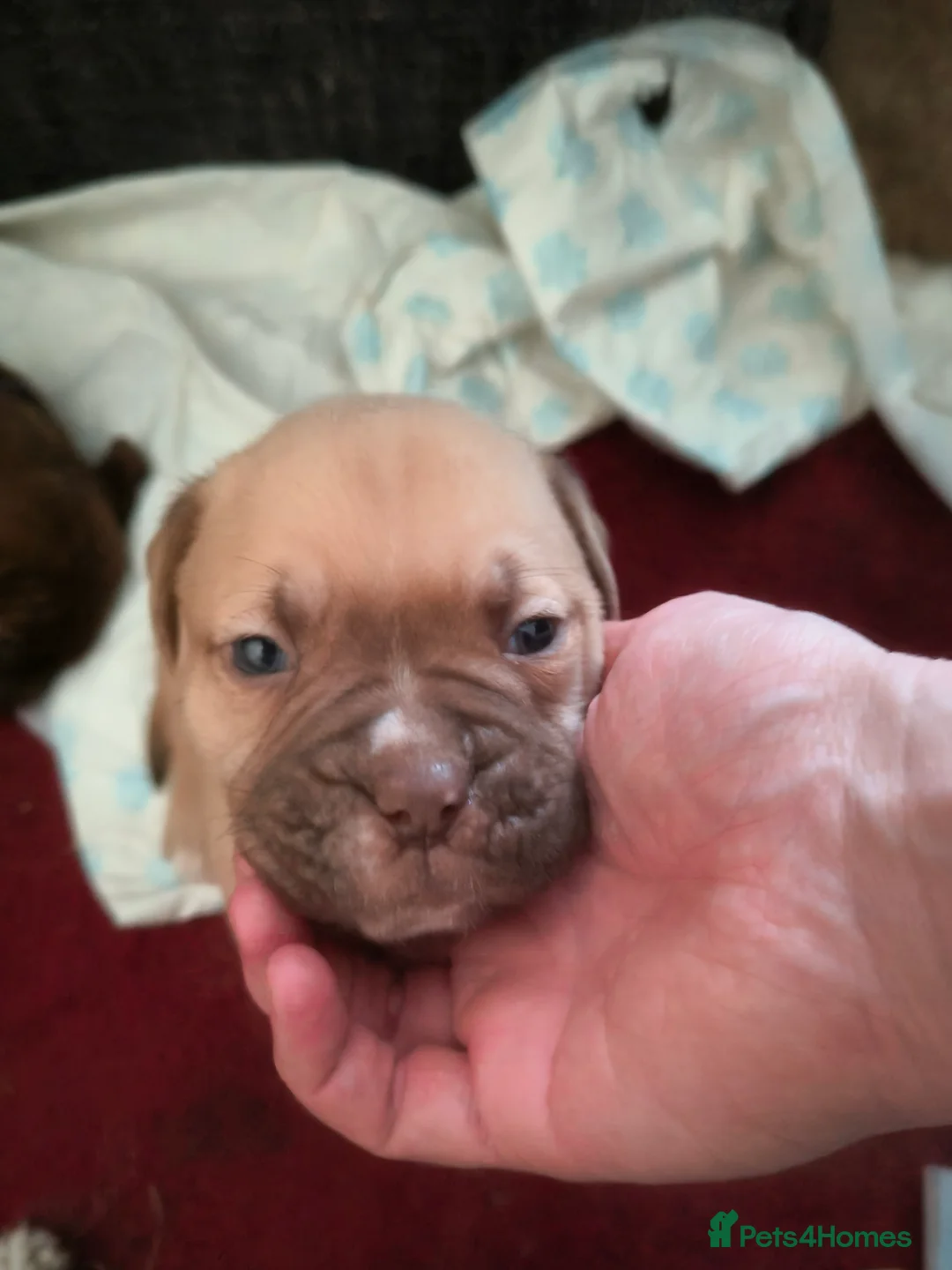 Mixed Breed dogs for sale: Dogue de bordeaux cross old time english bulldog in Newcastle upon Tyne - Advert 14