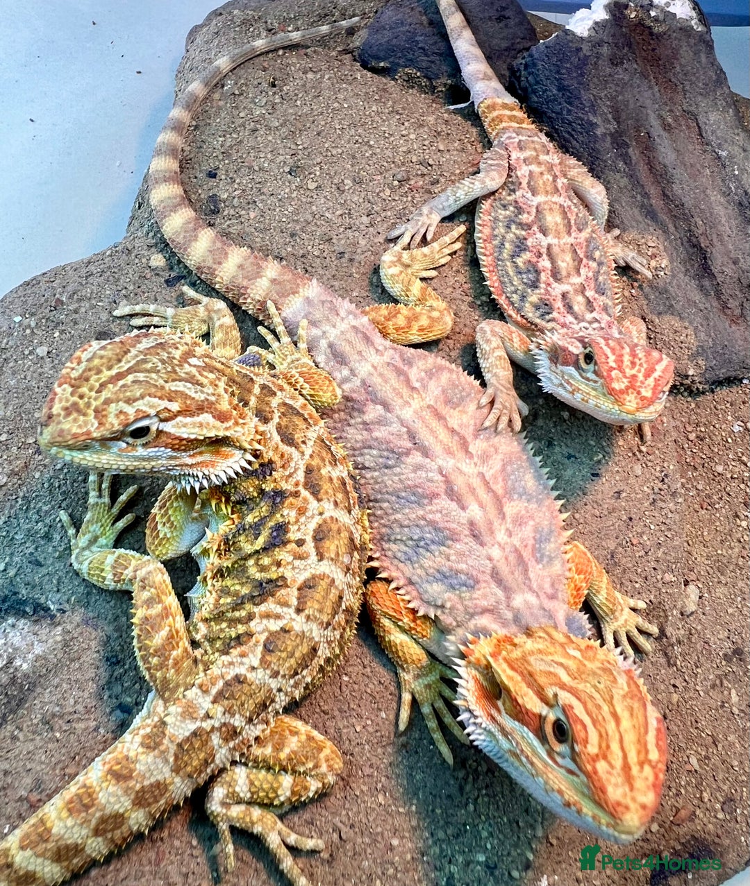 Bearded Dragon reptiles for sale: Hi Yellow/Orange & Blue bearded dragons - Advert 7