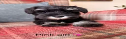 Miniature Schnauzer dogs for sale: KC Registered, Health Tested Puppies available  - Advert 5