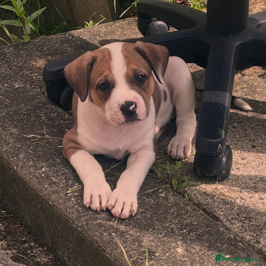 Mixed Breed dogs for sale: Female American bulldog/ staff in Durham - Advert 4