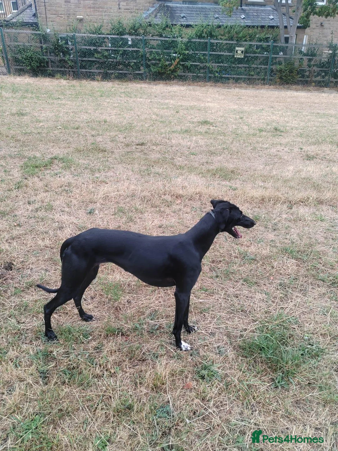 Lurcher dogs for sale: Saluki greyhound - Advert 2