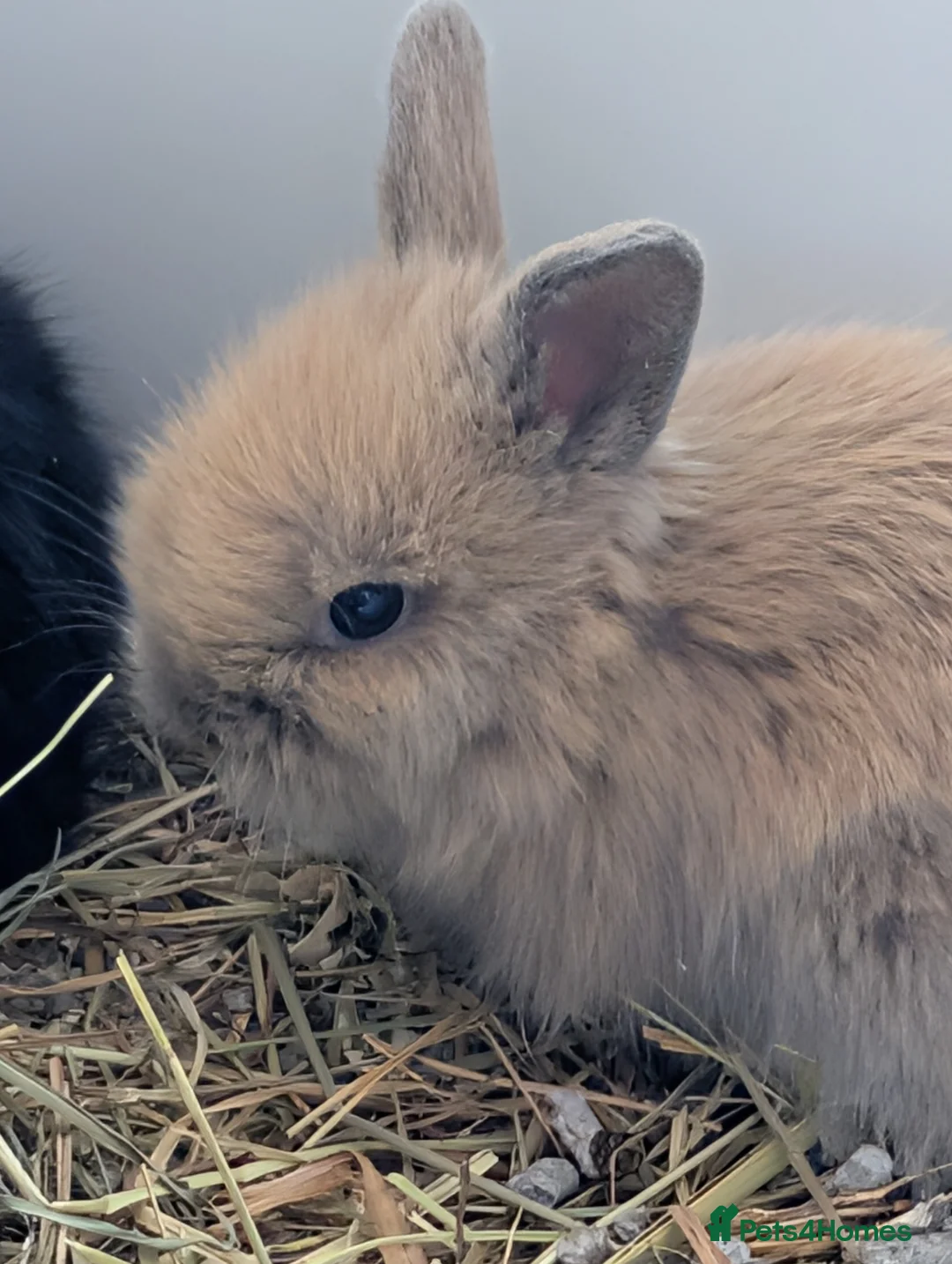 Lionhead rabbits for sale: Dwawf lionhead rabbits  in Ripley - Advert 1