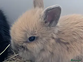 Lionhead rabbits Dwawf lionhead rabbits - Advert 2