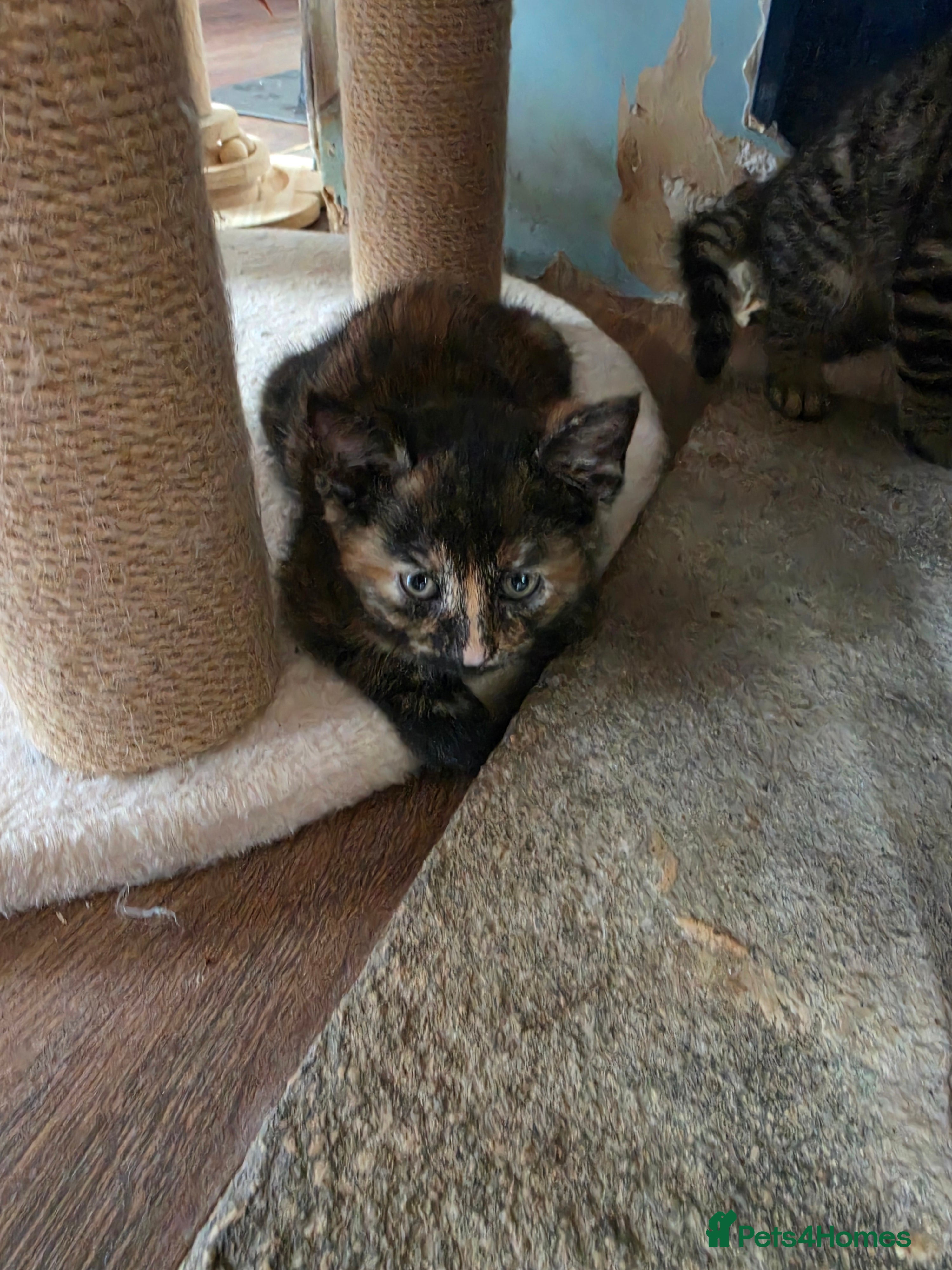 Mixed Breed cats for sale: 5 kittens available  in Chipping Norton - Advert 2
