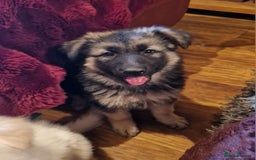 German Shepherd dogs for sale: Lovely long coated German Shepherd Puppies  - Image 8