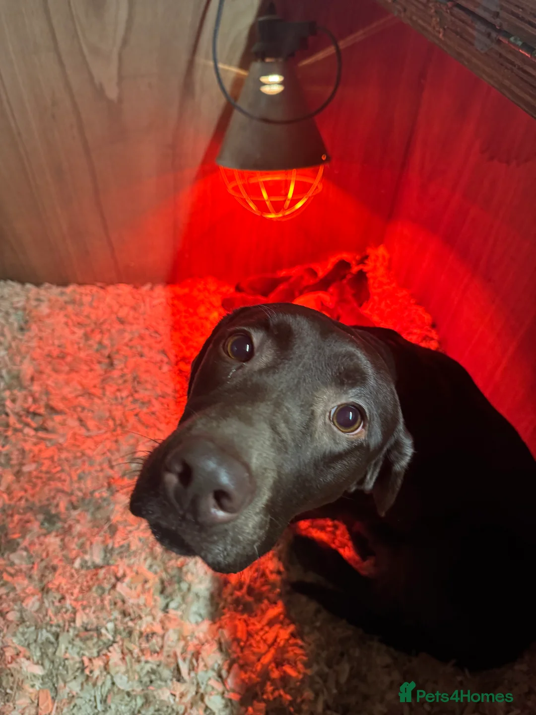 Labrador Retriever dogs for sale: Beautiful Chocolate and Yellow working Labradors  - Advert 19