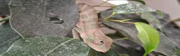 Chameleon reptiles for sale: Male and Female baby Ambilobe Panther Chameleons  in Trowbridge - Advert 4