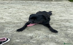Mixed Breed dogs for sale: Beautiful beloved family dog  - Image 8