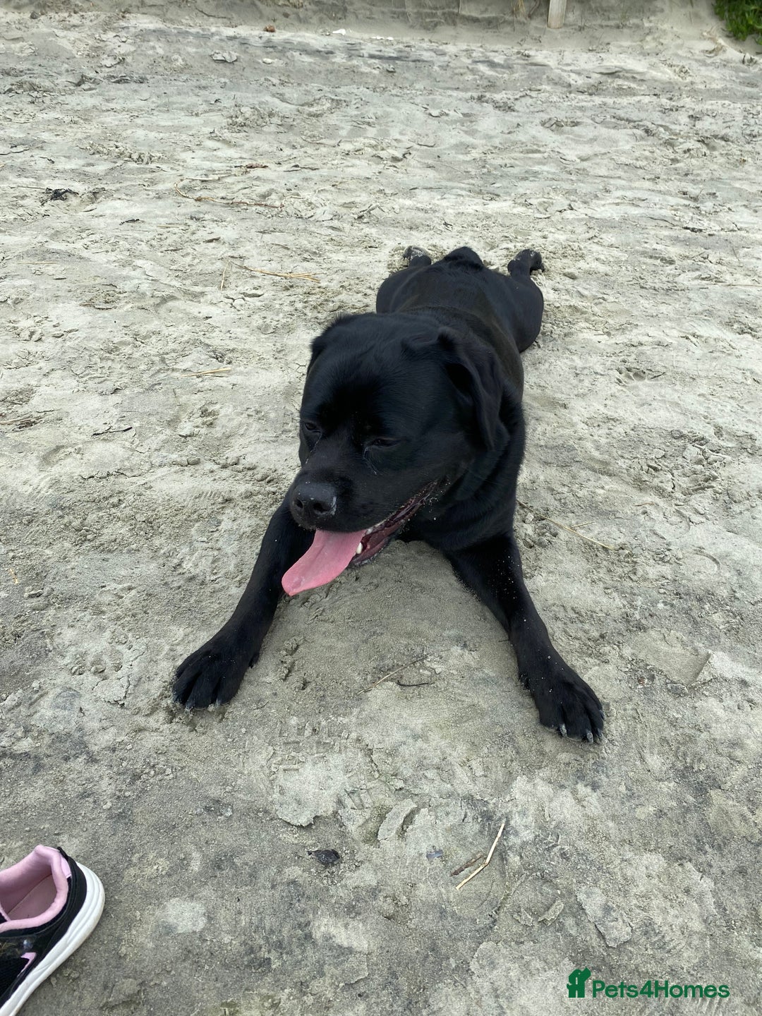 Mixed Breed dogs for sale: Beautiful beloved family dog  - Image 8