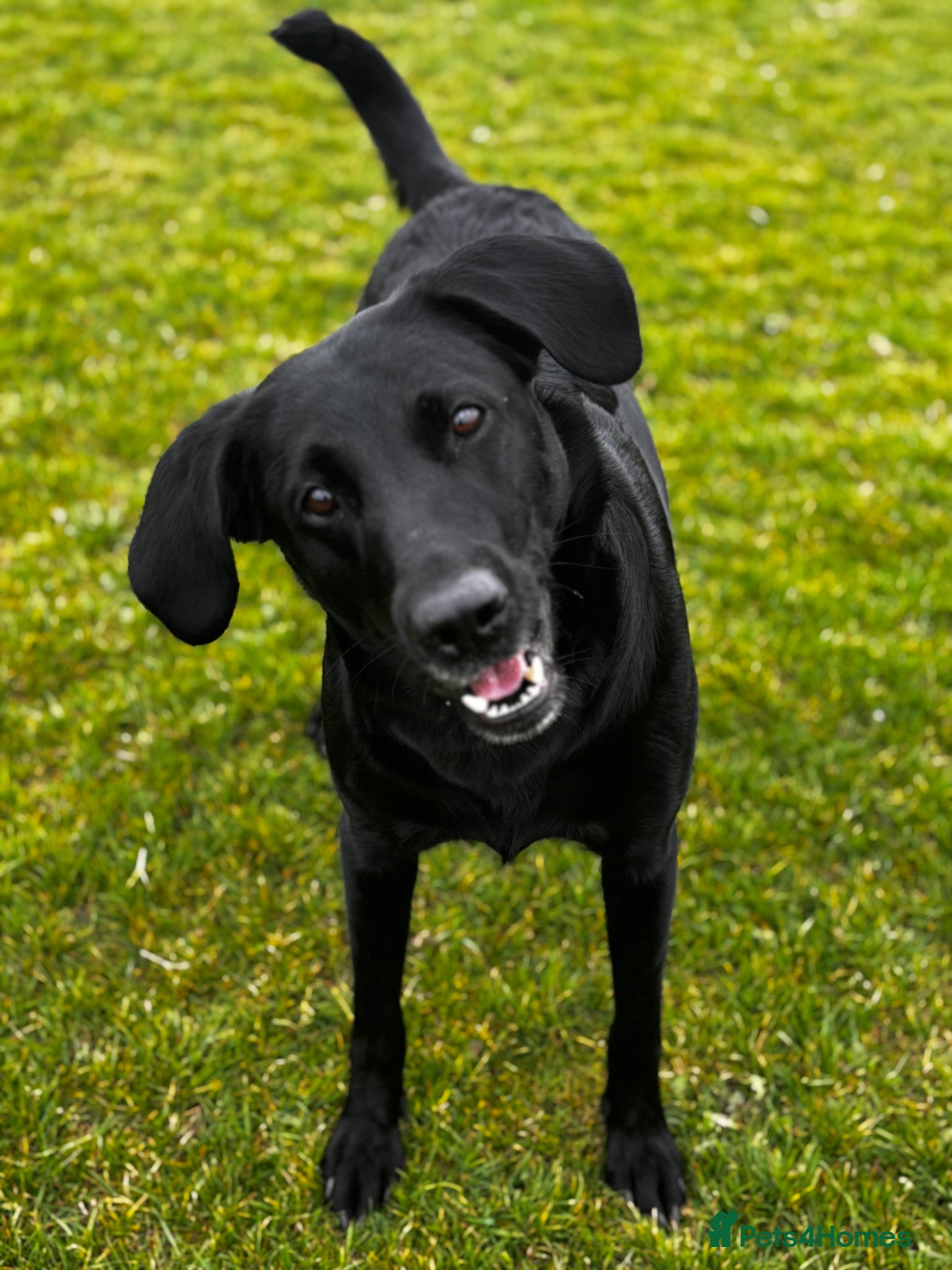 Labrador Retriever dogs for sale: 8 beautiful Black Labrador puppies for sale  - Advert 26