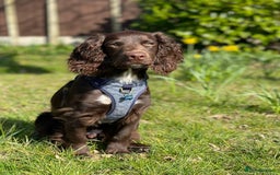 Sprocker dogs for stud: Stunning Cocker Spaniel Cross for Stud  - Image 8
