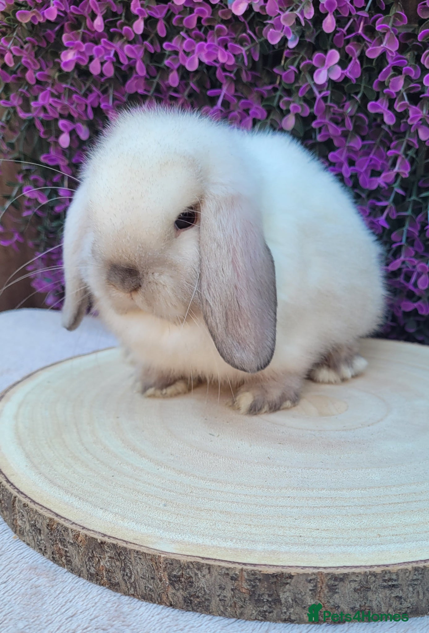 Mini Lop rabbits Available Beautiful Purebred Mini Lop Bunnies - Advert 1