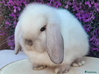 Mini Lop rabbits Available Beautiful Purebred Mini Lop Bunnies - Advert 1