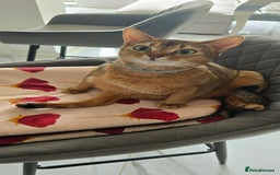 Abyssinian cats for sale: Adorable Abyssinian Kittens - Image 5