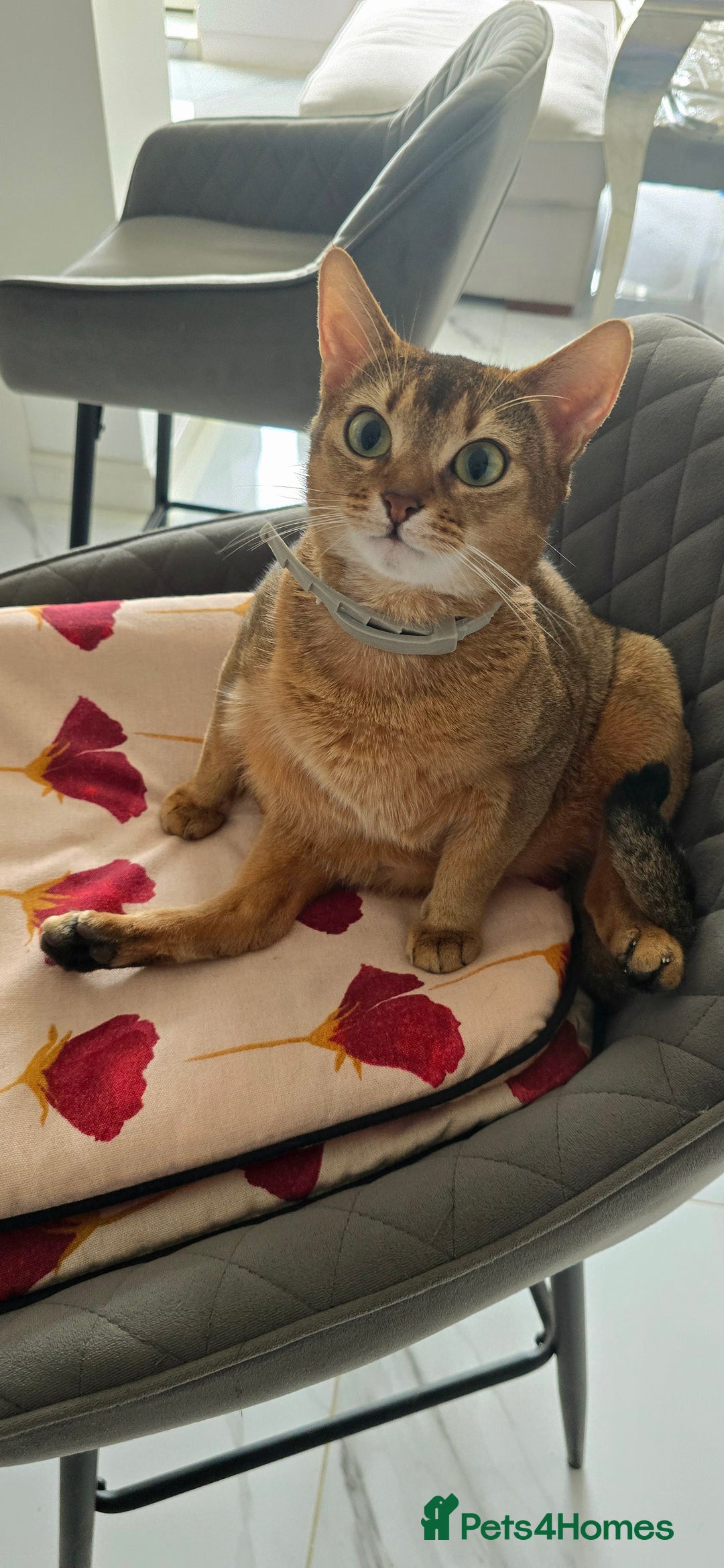 Abyssinian cats for sale: Adorable Abyssinian Kittens - Image 5