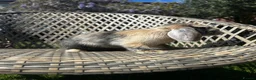 Mini Lop rabbits for sale: Male mini lop  - Advert 6