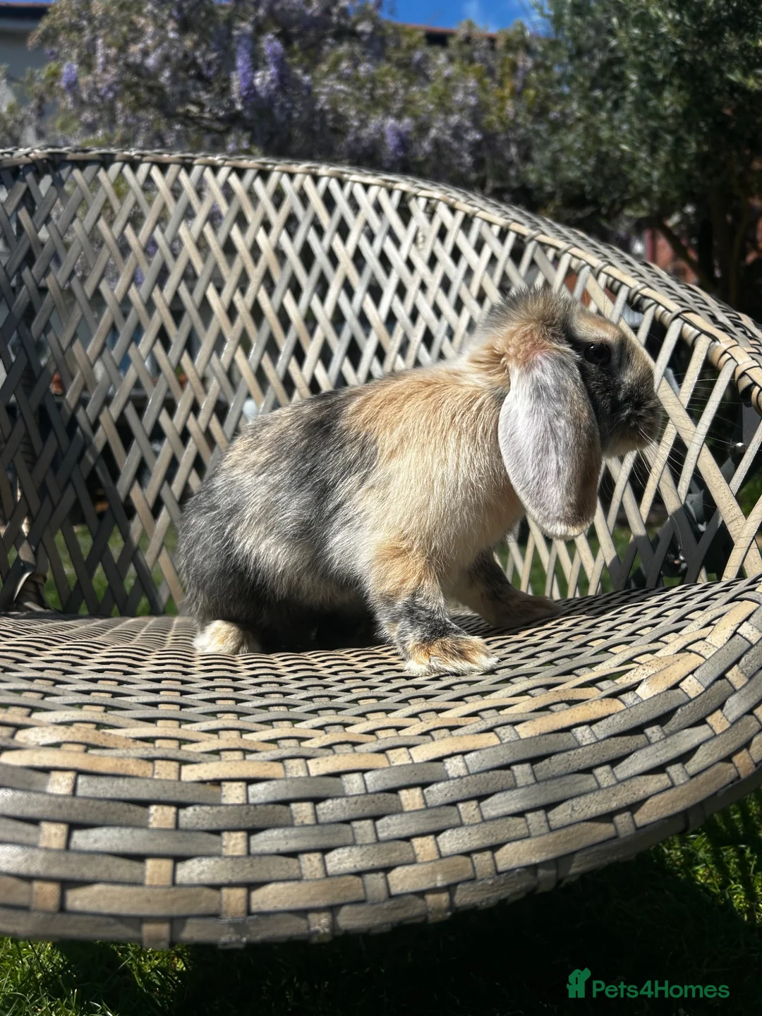 Mini Lop rabbits for sale: Male mini lop  - Advert 6