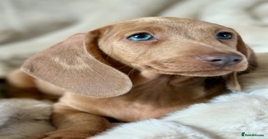 Miniature Dachshund dogs - Advert 13