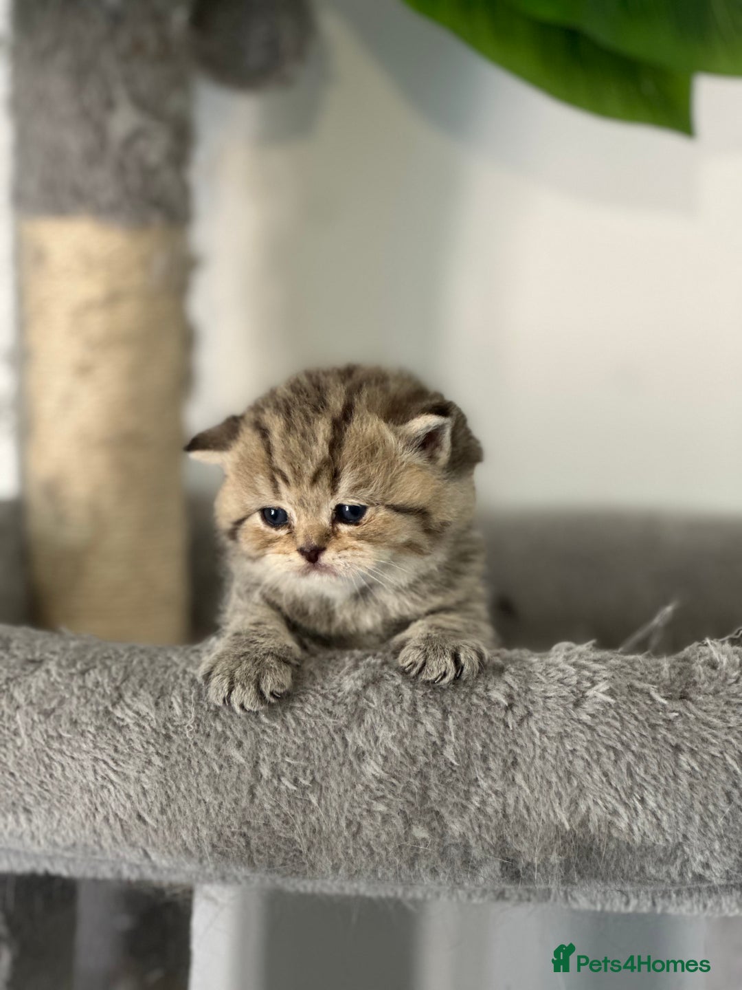 British Shorthair cats for sale: KITTENS AVAILABLE FROM CHAMPION GOLDEN LINES 🐻⭐️ - Image 5