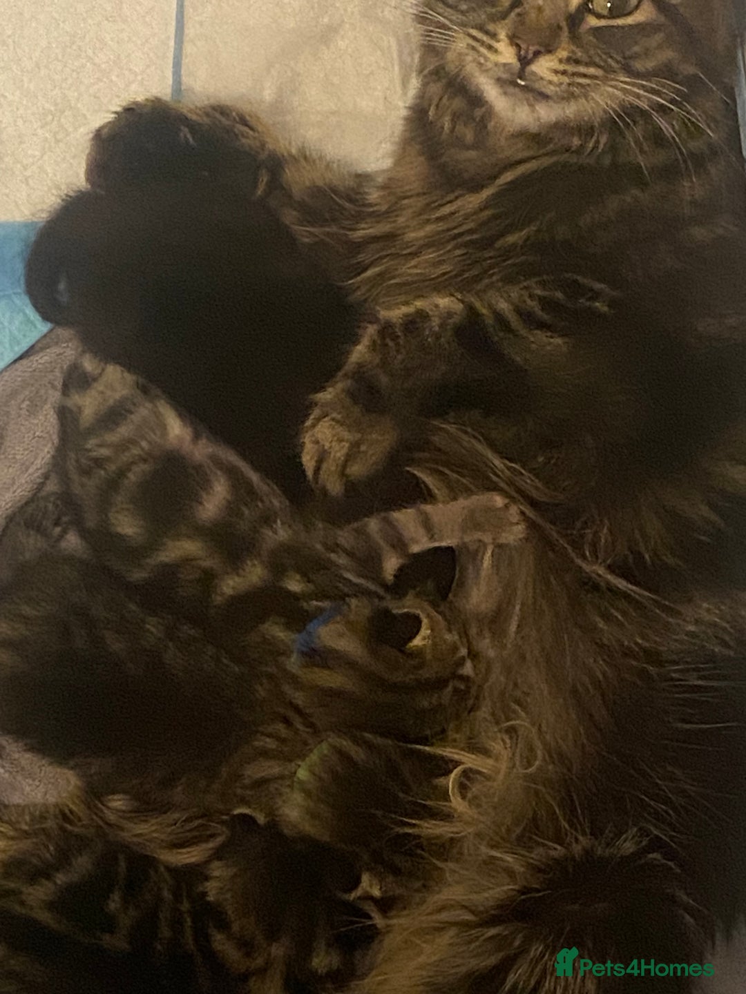 Mixed Breed cats for sale: 2 girl long haired tabby kittens  - Image 22