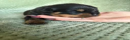 Rottweiler dogs for sale: Outstanding rottweiler puppies - Advert 10