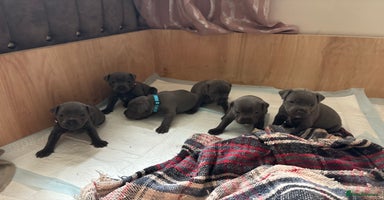 Staffordshire Bull Terrier dogs - Advert 9