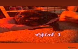 French Bulldog dogs for sale: **READY NOW**French bulldog puppies READY NOW - Image 5