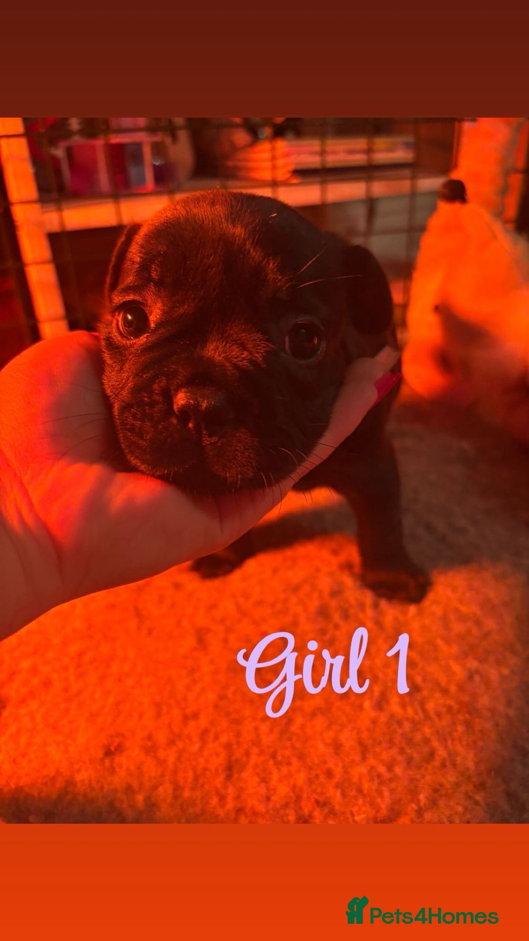 French Bulldog dogs for sale: **READY NOW**French bulldog puppies READY NOW - Image 5