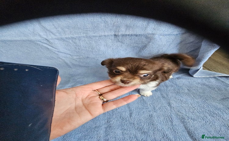 Chihuahua dogs - Advert 3