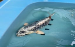 Koi Carp fish for sale: Koi Carp - Image 10