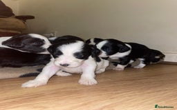 Mixed Breed dogs for sale: Gorgeous Sprockador puppy’s for sale - Image 4