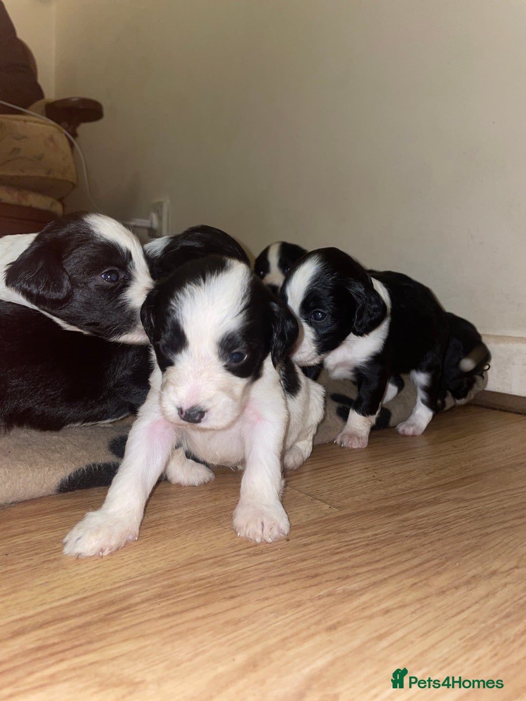 Mixed Breed dogs for sale: Gorgeous Sprockador puppy’s for sale - Image 4