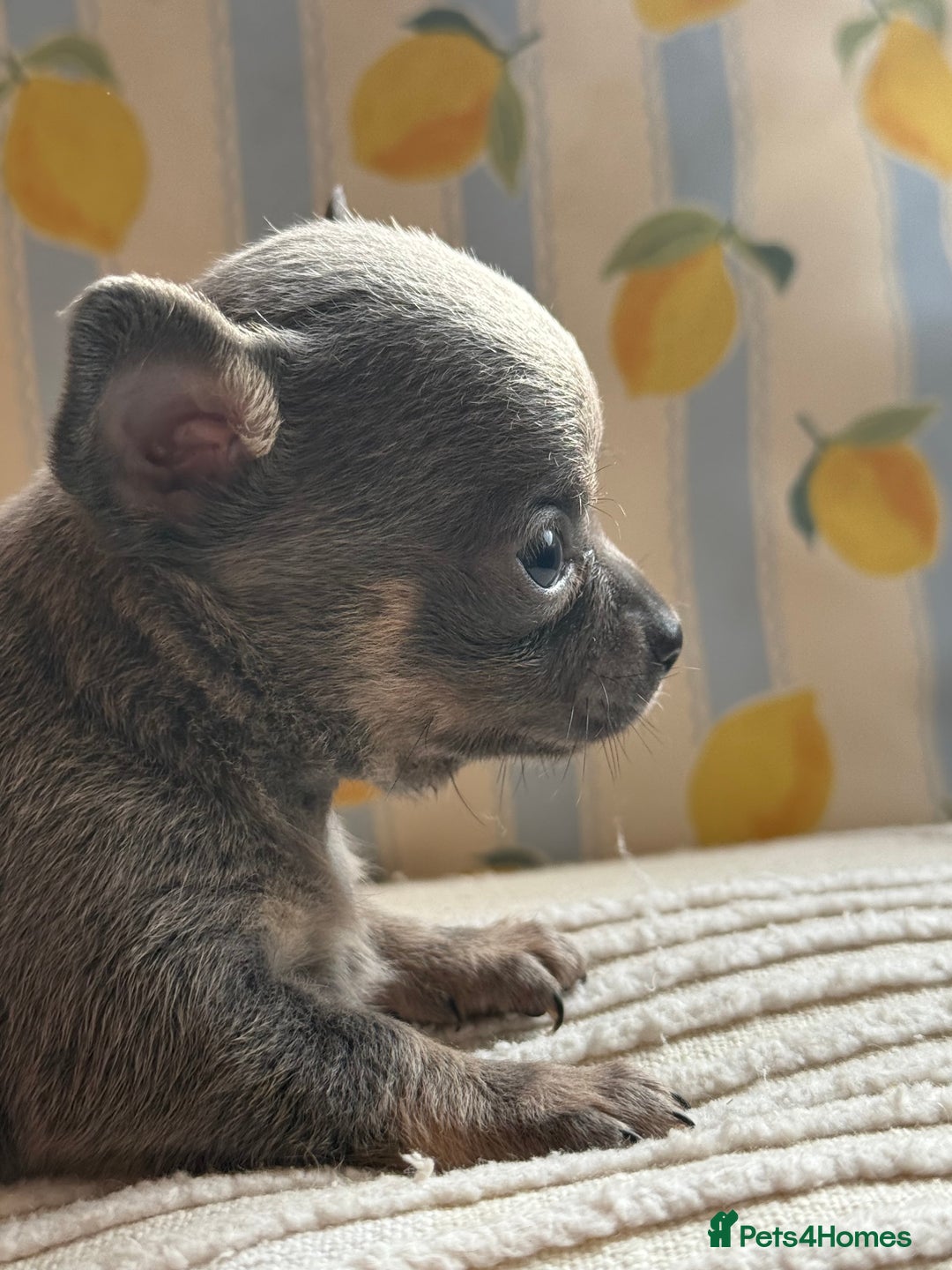 Chihuahua dogs for sale: Outstanding BLUE/TAN & LILAC/TAN puppies  - Image 15
