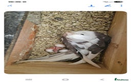 Cockatiels birds for sale: 1x 8 week old cockatiel £85  - Image 9