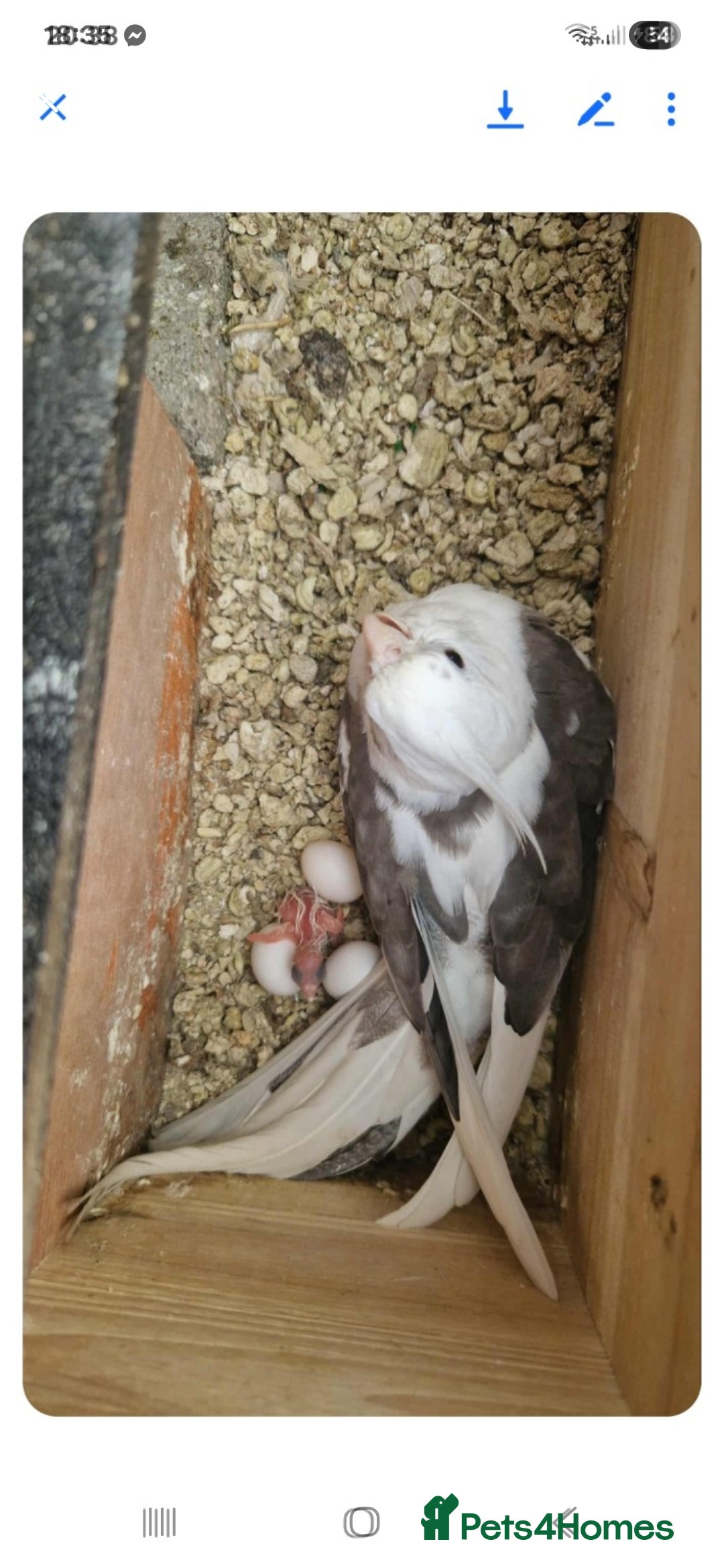 Cockatiels birds for sale: 1x 8 week old cockatiel £85  - Image 9