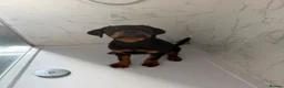 Rottweiler dogs for sale: Gorgeous Rottweiler puppy Nanci - Advert 5