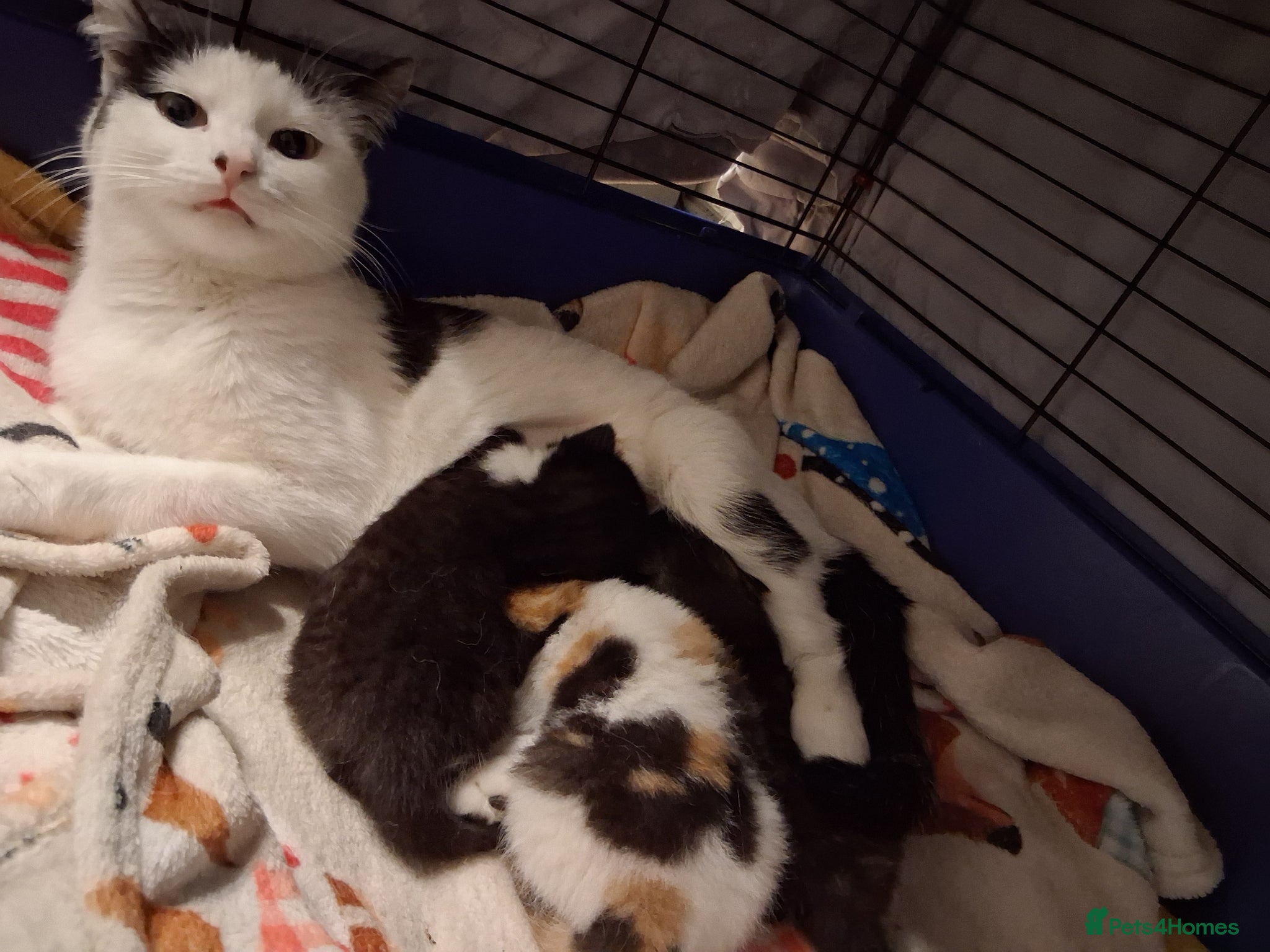 Domestic Shorthair cats BEAUTIFUL KITTENS  - Advert 22